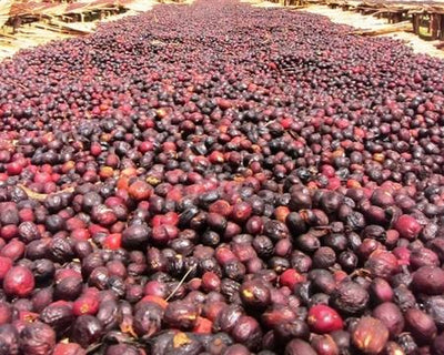 Ethiopia, Yirgacheffe Wenago